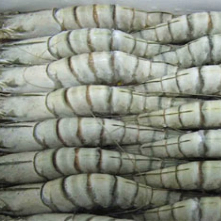 Kho đông bảo quản tôm