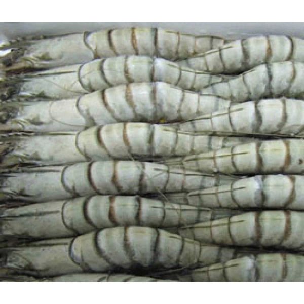 Kho đông bảo quản tôm